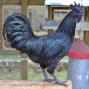 Cemani Chicken price is known as the highest price of chicken, they have unique color and appearance.