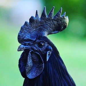 Ayam cemani price in each country will be different and can be more expensive than in Indonesia.