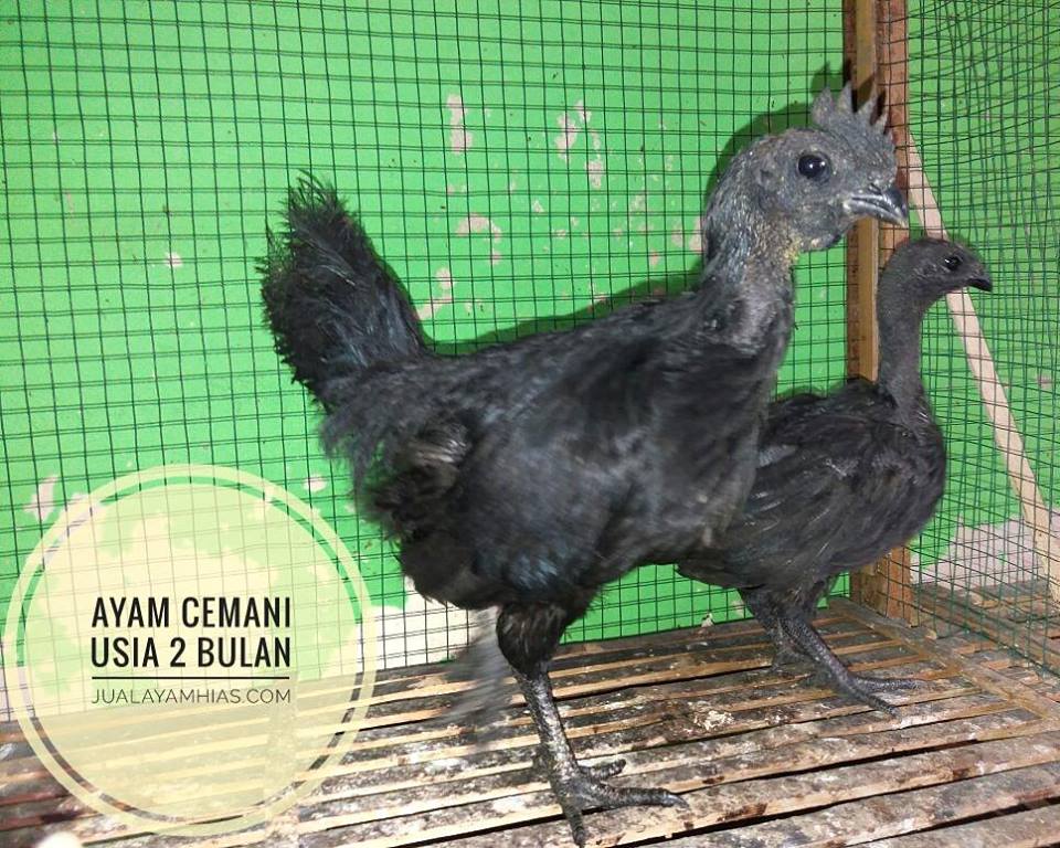 The picture of 2 month-old Cemani Chicken