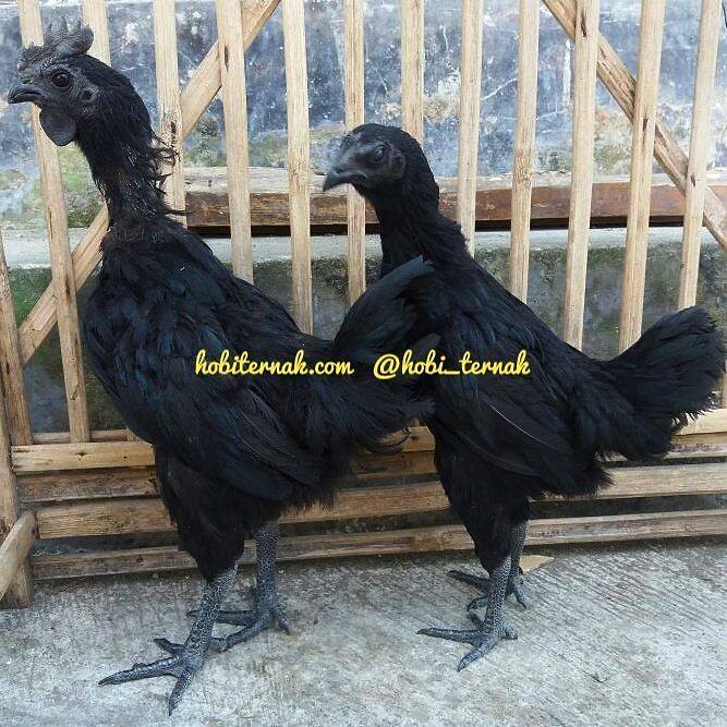 The picture of 3 months-old Cemani Chicken.