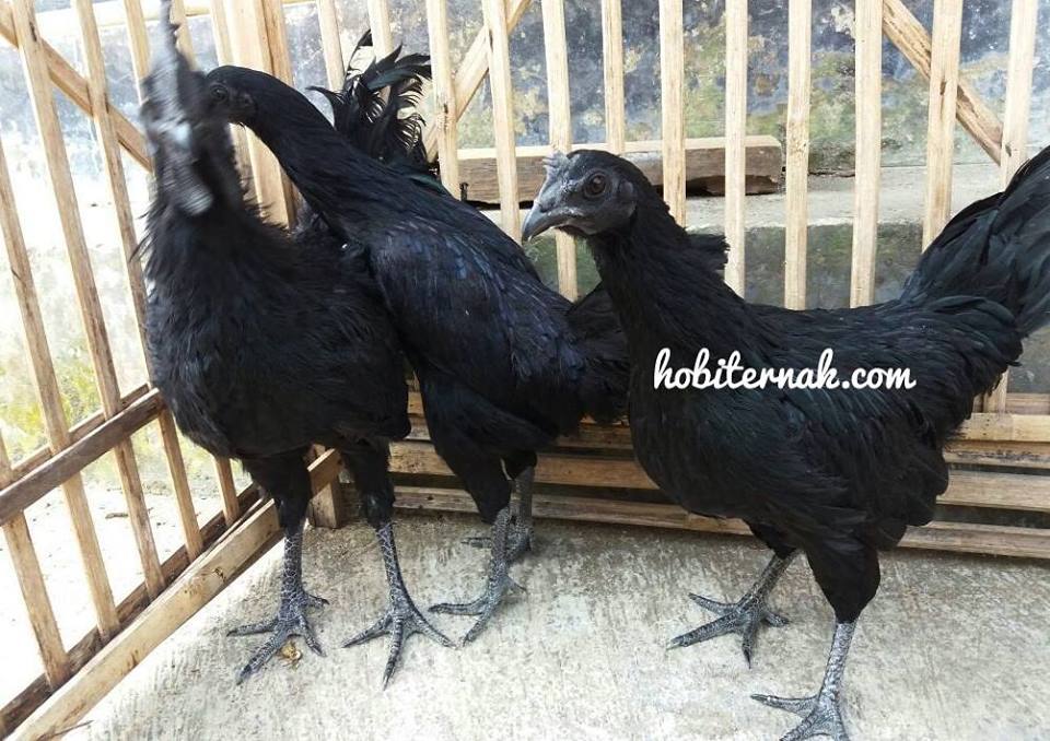 The picture of 5 months-old Cemani Chicken.