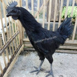 Its all-black appearance from head to toe even the meat and bone, make ayam cemani recognize by many people. | One ayam cemani chicken