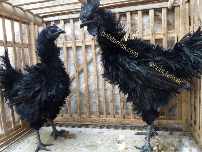 Kegunaan Ayam Cemani Walik Untuk Mengatasi Berbagai Macam Penyakit Dan