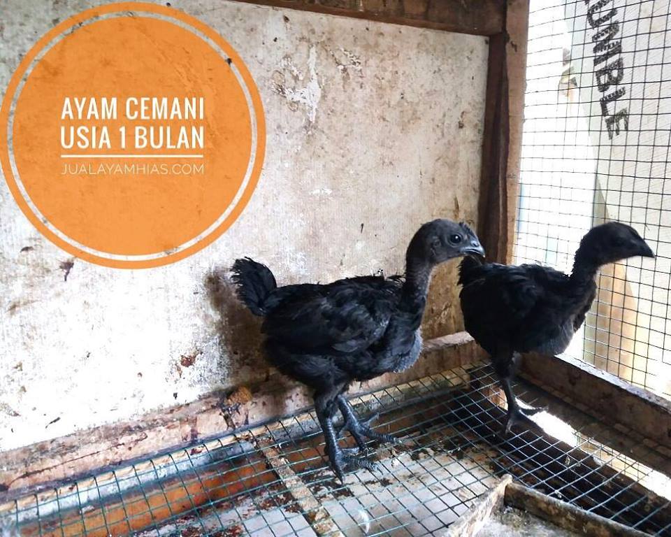 The picture of 1 month-old Cemani Chicken