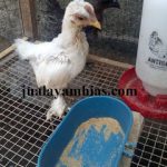 Ayam Chocin Usia 1 Bulan