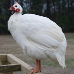 Ayam mutiara putih atau biasa di sebut dengan ayam api-api