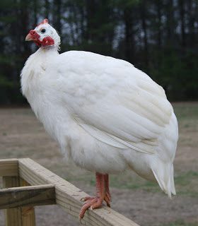 Ayam Mutiara Jantan 