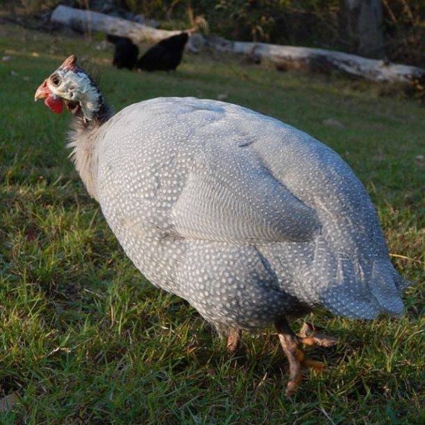 Ayam mutiara silver | Image 6