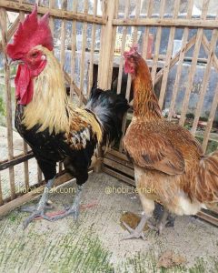 Sepasang Ayam Pelung jantan dan betina