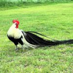 Ayam Phenix Dewasa Jantan1