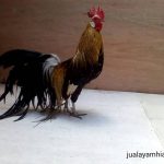 Ayam Phenix Dewasa Jantan