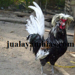 Ayam Poland Dewasa Jantan5