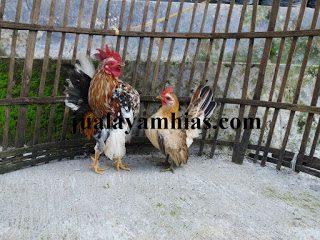  Adult Serama Chicken