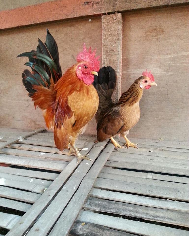 Mr. Wee conducted approximately 3 attempts to cross several chickens until finally the serama chicken was successfully created. | Red and black serama