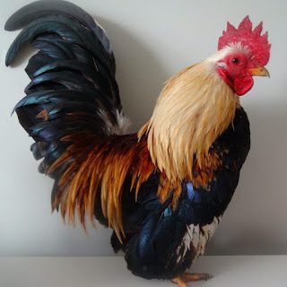 Adult Serama Chicken