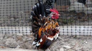 Ayam Serama2