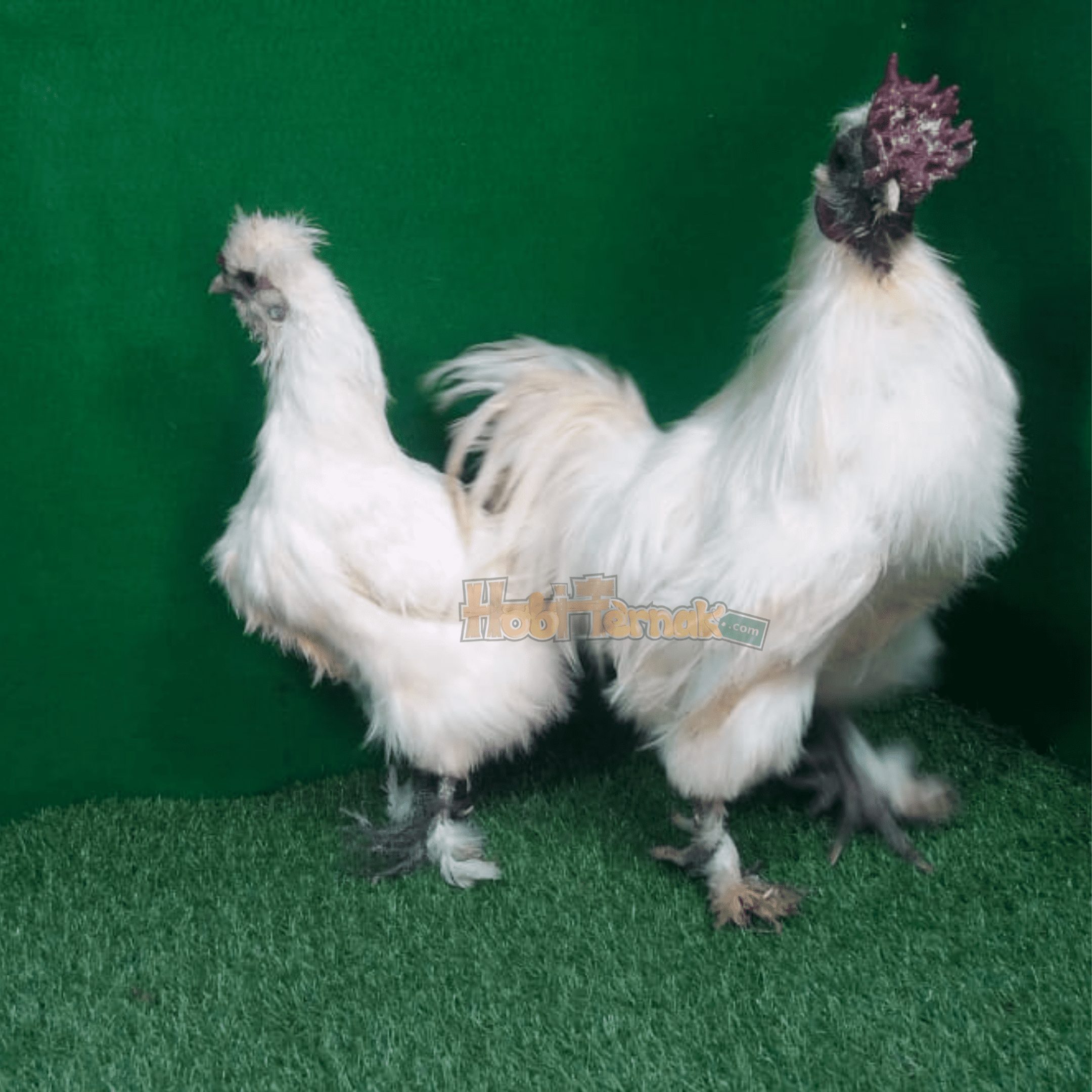 Berikut merupakan salah satu jenis ayam kapas yang kami sediakan. Saat ini telah memasuki usia Indukan | image 3