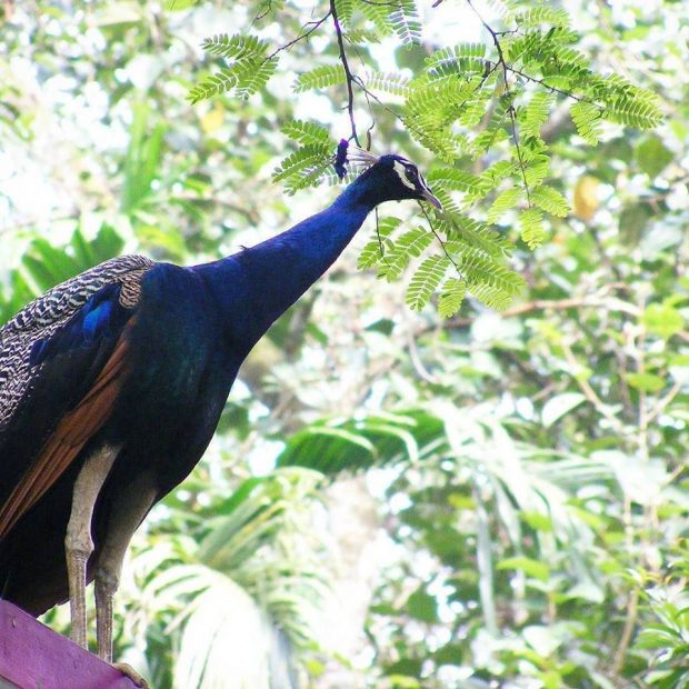 3 Jenis Burung Merak : Paling Cantik Di Dunia Unggas