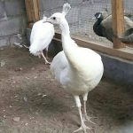 Burung Merak Putih