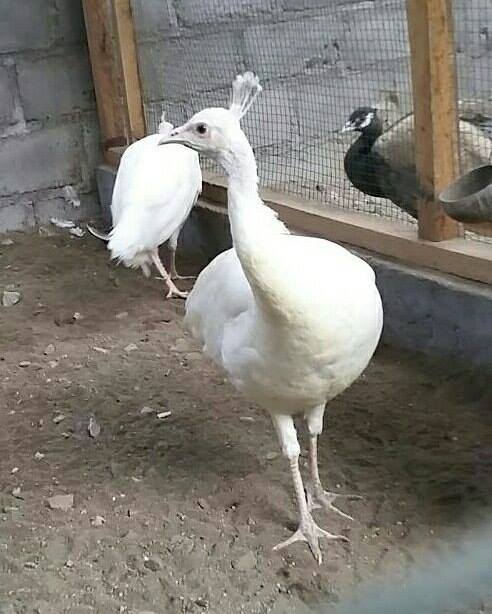 Burung Merak Putih