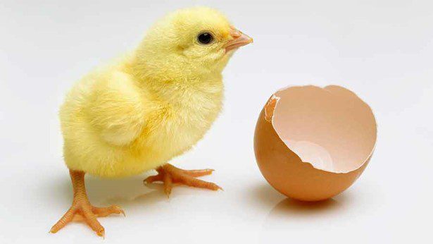 alat penetas telur