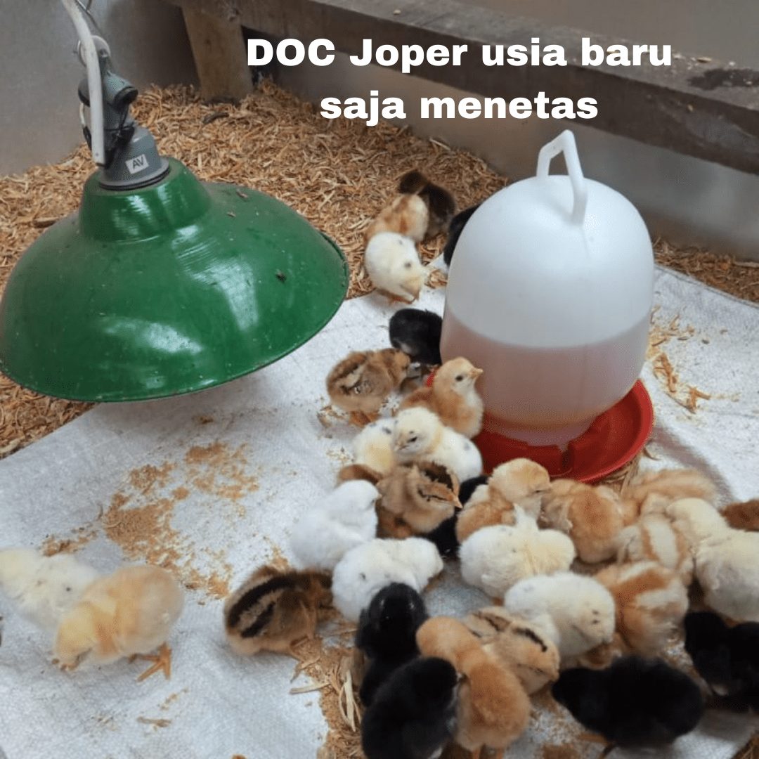 DOC Joper baru tiba di kandang dan sedang diberi larutan air gula jawa untuk memulihkan tenaganya | gambar 7