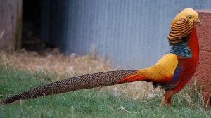 Golden Pheasant Jantan