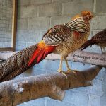 Supaya pheasant lebih nyaman berada di dalam kandang maka bisa berikan tempat untuk bertengger. | Gambar 3