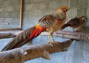 Supaya pheasant lebih nyaman berada di dalam kandang maka bisa berikan tempat untuk bertengger. | Gambar 3