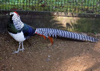 Lady Amherst Pheasant