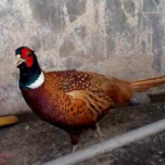 Ringneck Pheasant atau ayam pegar kalung