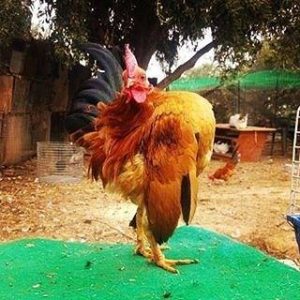 malaysian serama bantam chickens