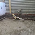 Yellow Pheasant Jantan