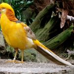 Yellow Pheasant atau ayam pegar kuning