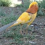 Yellow Pheasant