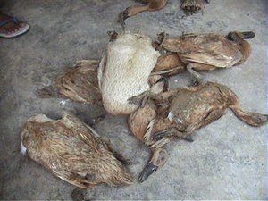 Resiko ternak bebek yakni kematian bebek yang berujung kerugian.
