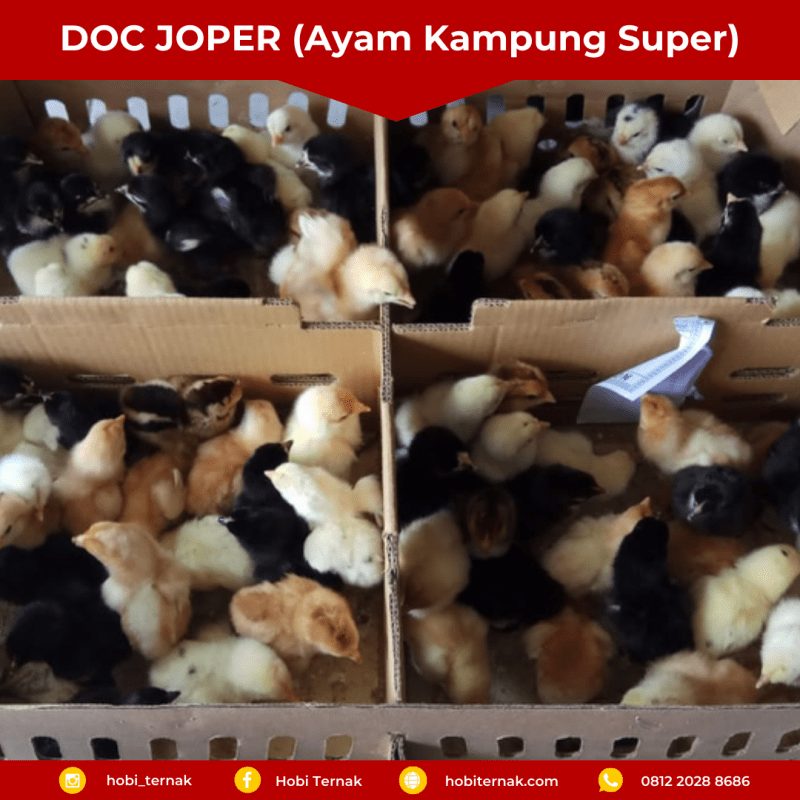 DOC Ayam Joper Purbalingga, Cek Harga Terbarunya!