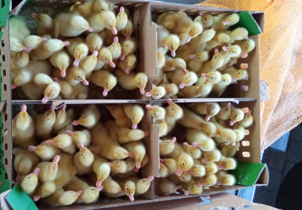 Bibit Bebek Peking Pedaging