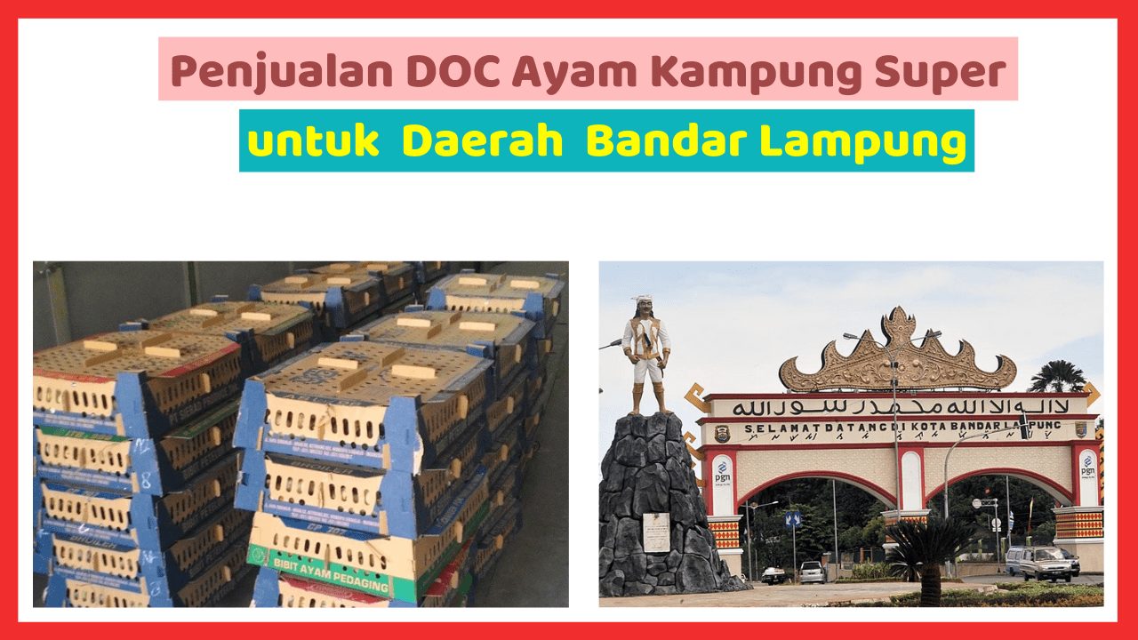 Penjualan DOC Ayam Kampung Super untuk Daerah Bandar Lampung