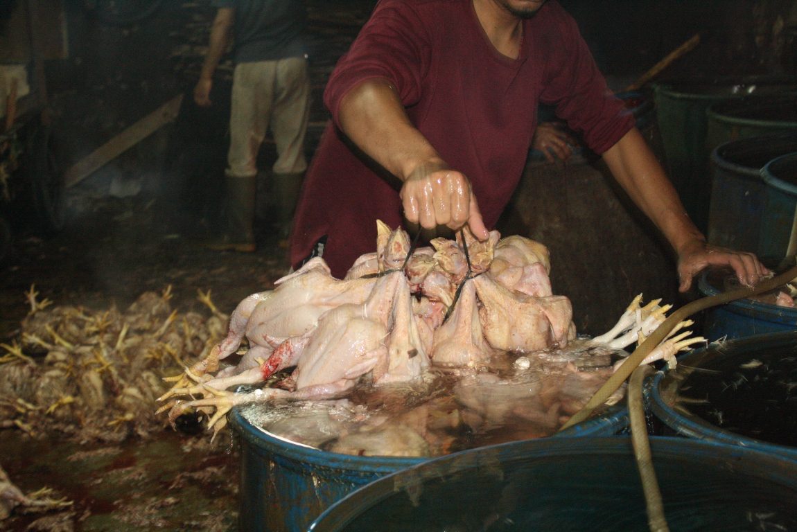Limbah Pemotongan Ayam menjadi Pakan Alternatif Ternak Bebek
