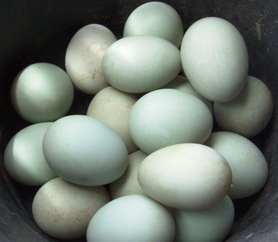 Telur Bebek Hibrida