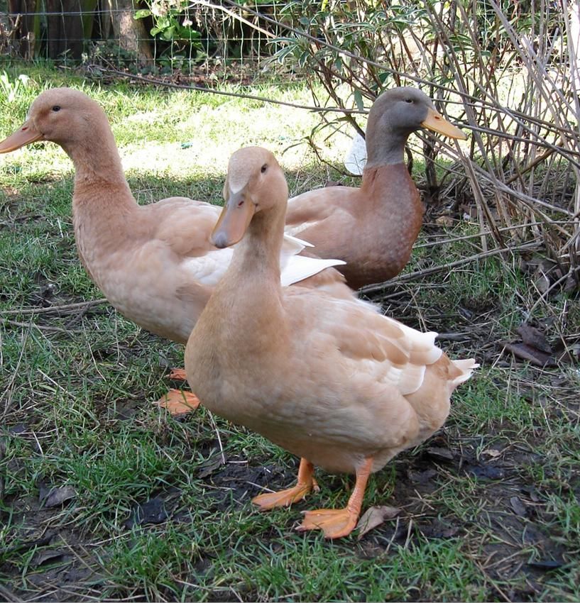 Bebek yang berasal dari Inggris ini merupakan salah satu bebek yang memiliki 2 fungsi. Yaiyu dapat dijadikan sebagai bebek penghasil telur dan bebek penghasil daging. | image 9