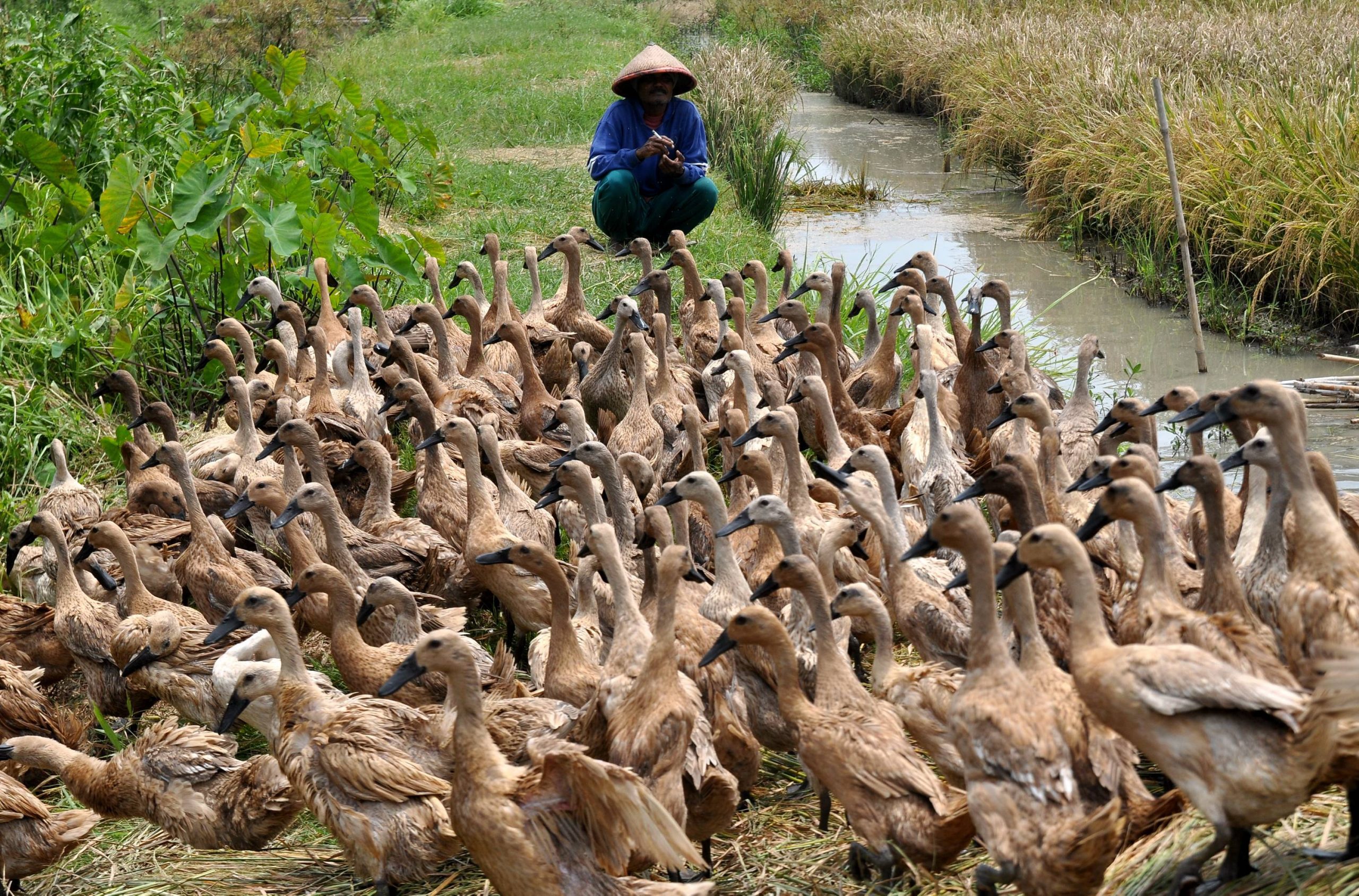 Pemeliharaan bebek sistem Angon biasnya dilakukan oleh peternak - peternak tradisional yang terdapat di daerah pedesaan. | image 2