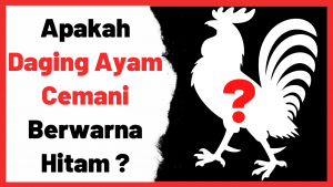 Apakah benar daging ayam cemani berwarna hitam ? | Cover Cemani