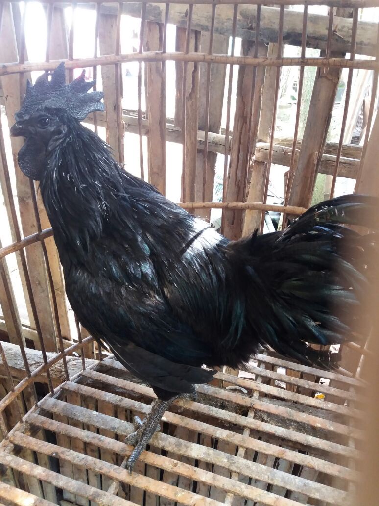 It might be a little difficult to find ayam cemani abroad, if there is one the price is definitely higher. | 5 Months Cemani