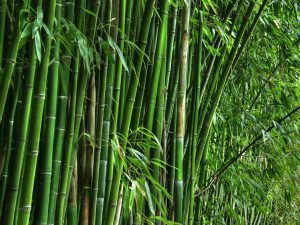 Bambu sebagai Bahan Baku Pembuatan kandang Bebek