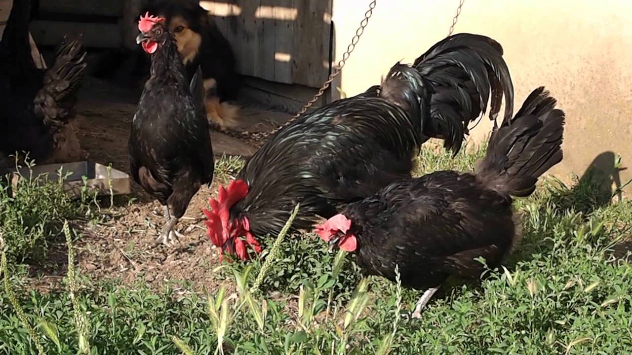 This Black Shumen Chicken is suitable for your backyard, they also good in laying eggs.