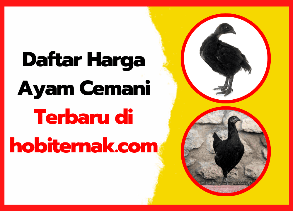 Daftar Harga Ayam Cemani Terbaru di hobiternak.com