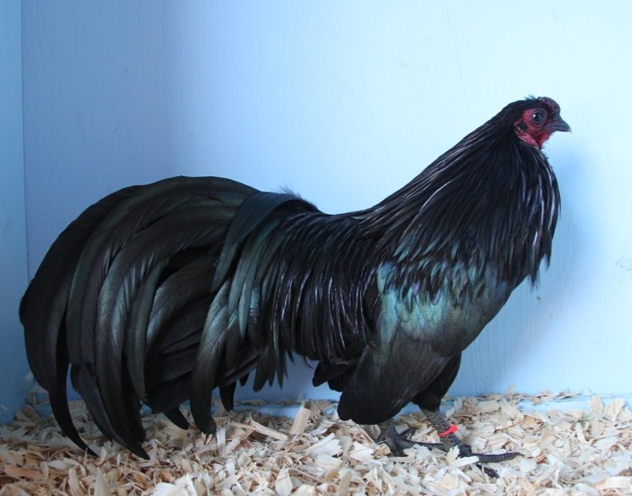 This black chiken name is Black Sumatra Chicken, come from on of the biggest island in Indonesia, which is Sumatra.