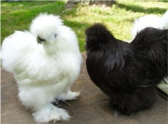 The another black chicken price is Silkie Chicken, their meat is good for your health and the price is quite affordable.